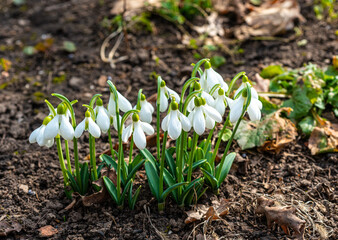 Galanthus elwesii (Elwes's, greater snowdrop) in the wild. Red Book Ukraine