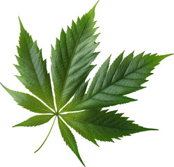 Marijuana leaf isolated on transparent background