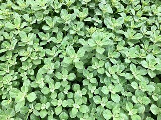 Plectranthus ornatus, garden plant, native to Africa and has medicinal properties