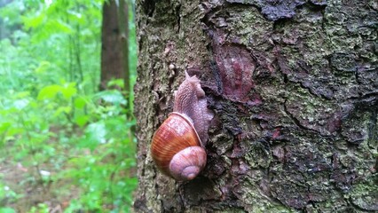 A grape snail with a shell is crawling along the trunk of a tree in a city park, clinging to the...