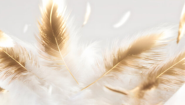 Fototapeta Beautiful gold and white feather background