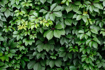 Green pattern from girlish grape five leafed. Colorful background. Beautiful summer natural colors. Great for presentations