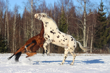 spotted appaloosa stallion and bay Spanish stallion play together in winter in the snow, different...
