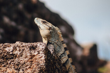 little iguana chilling on the stone wall at mayan Uxmal city