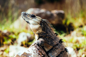 little iguana chilling on the stone wall at mayan Uxmal city