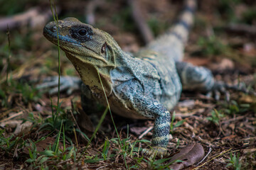 Iguana at Yucatan peninsula, Mexico