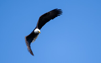 Eagle making a turn in the sky