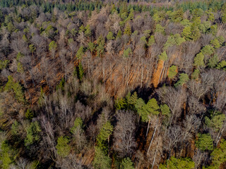 Aerial view of a mixed forest with conifer, dead and bare trees