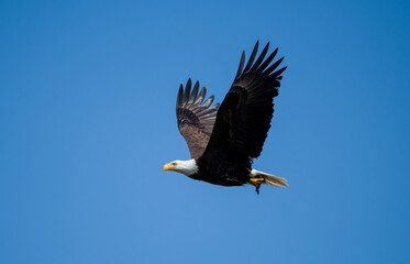 Eagle carrying a fish