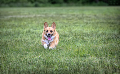 Corgi dog running in the grass