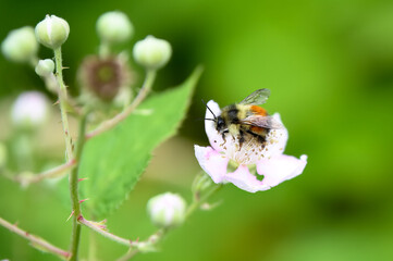 Bumble Bee on a flower