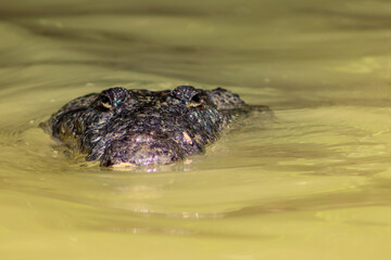 lil croco at Rio Lagartos, Yucatan