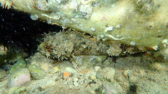 Black scorpionfish or European scorpionfish, small-scaled scorpionfish (Scorpaena porcus) undersea, Aegean Sea, Greece, Thasos island