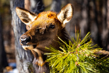 portrait of cute elk without antlers (Cervus canadensis) taken in grand canyon national park in usa; cute large animal of united states