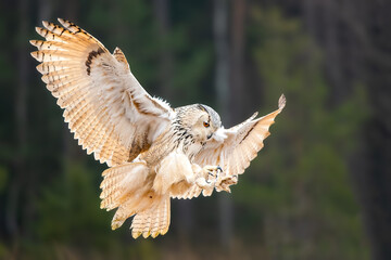 Big Eastern Owl or Siberian Eagle Owl (Bubo bubo sibiricus) in flight in the autumn nature taiga habitat, Russia wildlife