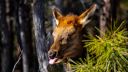 portrait of cute elk without antlers (Cervus canadensis) taken in grand canyon national park in usa; cute large animal of united states
