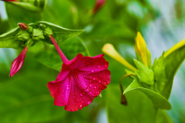 Close-up of a red four o'clock flower (Mirabilis jalapa) with raindrops on the petals.