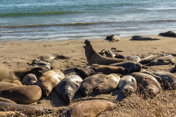 Elephant seals, mirounga angustinostris, group sleeping on the sand in a late afternoon at Elephant Seal Vista Point, along Cabrillo Highway, Pacific California Coast, USA.