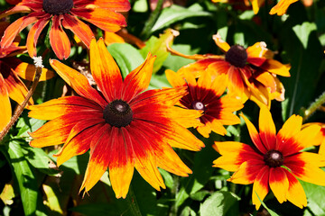Close-up of a red and yellow coneflower (Rudbeckia fulgida) in front other defocussed coneflowers.