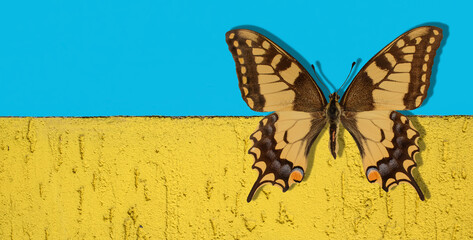 Fototapeta na wymiar butterfly on a blue-yellow background symbolizing the state flag of Ukraine. symbol of freedom and independence of Ukraine.