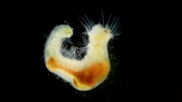 Worm Polychaeta, family Flabelligeridae under a microscope. Known as bristle-cage worms, long chaetae forming a fan-like arrangement surrounding, head can inside-out head. Barents Sea