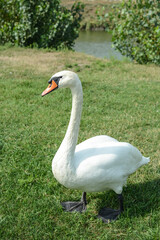 Fototapeta premium A white swan stands on green grass in a park against the backdrop of a lake or pond and a blue sky. close-up of a swan