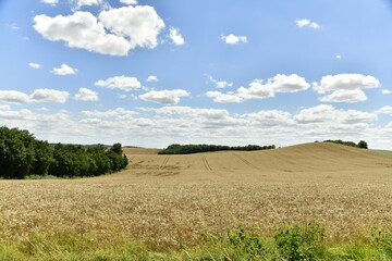Fototapeta na wymiar Champs de blé à perte de vue sur une petite colline sur les hauteurs de Vendoire au Périgord Vert 