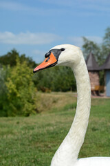 A white swan stands on green grass in the park against the blue sky. close-up of a swan