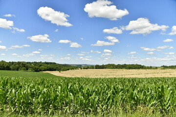 Champ de maïs devant un autre de blé sous les cumulus de beau temps aux environs du bourg de Champagne au Périgord Vert 