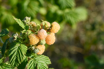 sweet ripe yellow raspberries on a bush. harvest of raspberries.