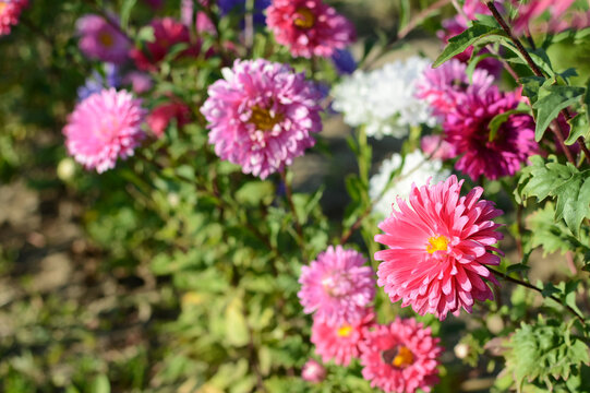 pink winter chrysanthemum flowers with space for text. Bright purple and pink chrysanthemums in the sun