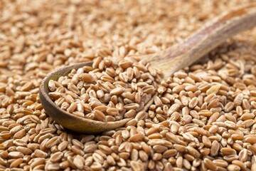 Close up of wooden spoon and wheat berries.