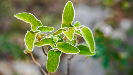 Phlomis leucophracta