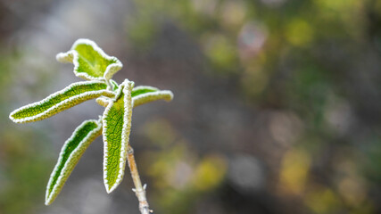Phlomis leucophracta