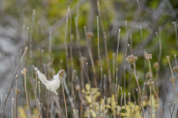 Sheeps wool attached to the bushes and plants