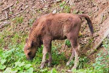 European bison in the enclosure in Muczne, Bison bonasus