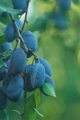 ripe blue plum on the branch of a plum tree. Prunus domestica, the European plum on a blurred background. Closeup