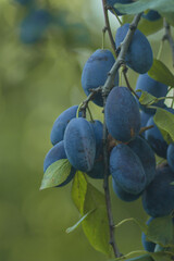 ripe blue plum on the branch of a plum tree. Prunus domestica, the European plum are hanging on a branch of fruit tree. Branch of plums with leaves on a sunny day. Rich harvest, Shallow depth of field