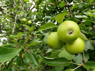 Still green apples hanging on an apple tree branch