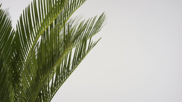 Big close-up shot of cycas revoluta leaves are being trembled by draft wind on grey background | House palms commercial