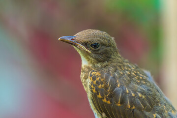 A wild bird in the Amazon rainforest (Fawn-breasted bowerbird)