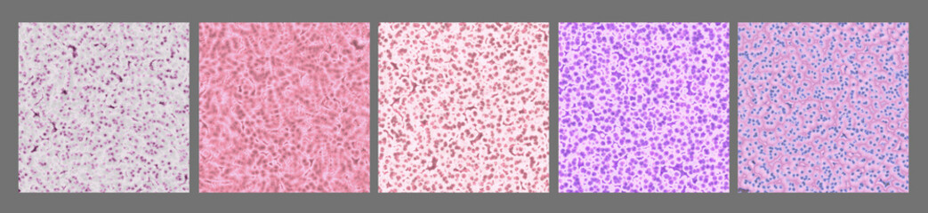 Histologic Sample Structures Set - Visualization of Tissues Cross Section - Microscopic Anatomy Templates 
