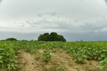 Fototapeta na wymiar Orage arrivant sur une plantation de tournesols pas encore en fleur au sommet d'une colline entre les bourg de Vendoire et Champagne au Périgord Vert 