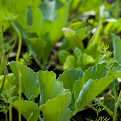 Cabbage seedlings ready to transplnt to vegetable garden.