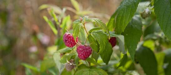 Red raspberry bush with fruit and flowers in wild food garden, with bees and other polinators.