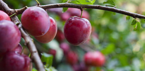 Orchard plum renkloda opal with purple pink sweet fruit.