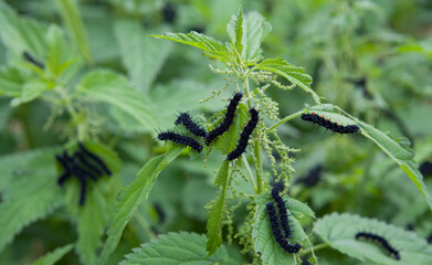 Caterpillars of Aglais io, the European peacock butterfly is feeding on the nettle leaves.