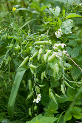 Radish mature plants with flowers and green edible seed pods.