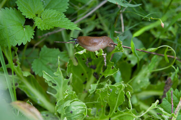 Snails and slugs eating vegetables in the garden -  pests on the veg plot.
