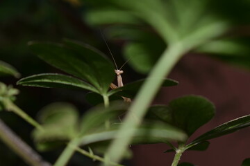 grasshopper (mantodea) on a leaf